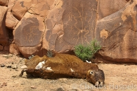 Dead-cow-and-petroglyphs-Round-Rock-Arizona