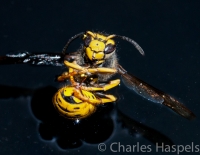 Floating-Dead-Wasp
