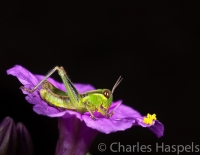 Grasshopper-Four 0-Clock-Flower