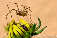 Harvestman-Spider