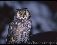 Long-eared-Owl