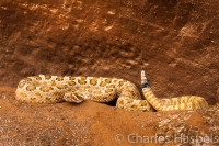 Midget-Faded-Rattlesnake-Rough-Rock-Arizona